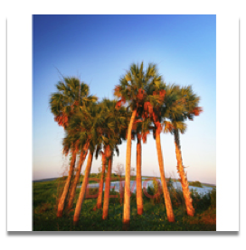 Prairie Palms