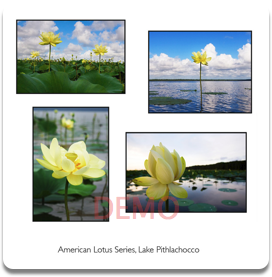 American Lotus Series