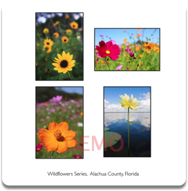 Wildflower Series Stationery